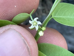 Metastelma californicum