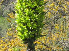 Puya chilensis