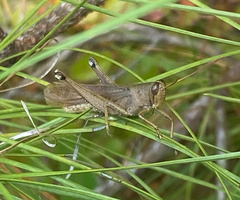 Schistocerca alutacea