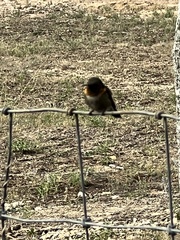 Archilochus colubris