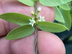 Metastelma californicum