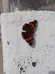 Vanessa vulcania