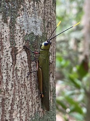 Copiocera
