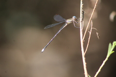 Archilestes