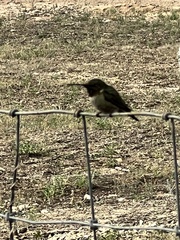 Archilochus colubris