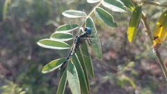 Acisoma attenboroughi