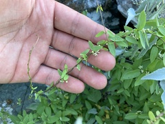 Metastelma californicum
