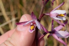 Eulophia hians hians