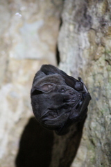 Artibeus jamaicensis