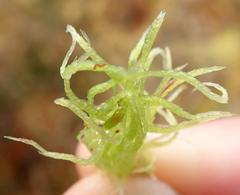 Sphagnum cuspidatum