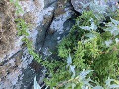 Metastelma californicum