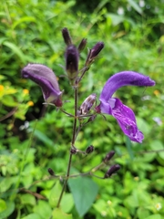 Brillantaisia owariensis