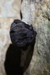 Artibeus jamaicensis