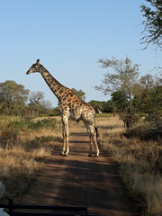 Giraffa camelopardalis giraffa