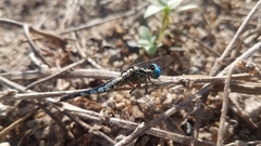 Acisoma attenboroughi