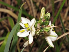 Chlorophytum