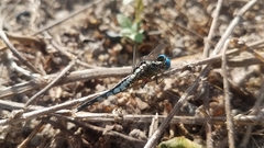 Acisoma attenboroughi