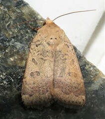 Abagrotis alternata