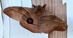 Hylesia subaurea