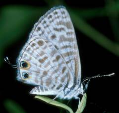 Leptotes pirithous