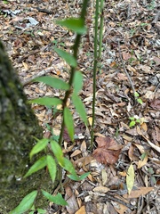 Gelsemium sempervirens
