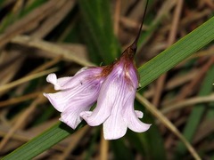 Dierama
