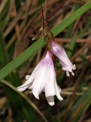 Dierama