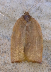 Cacoecimorpha pronubana