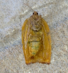 Cacoecimorpha pronubana