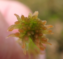 Sphagnum fallax