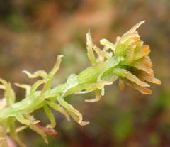 Sphagnum fallax