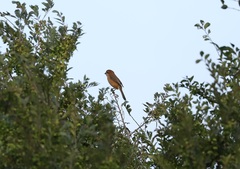 Lanius bucephalus