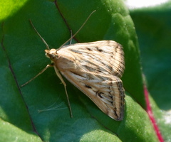 Loxostege cereralis