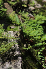 Sceloporus serrifer
