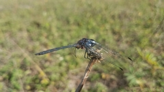 Trithemis