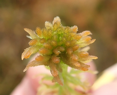 Sphagnum fallax
