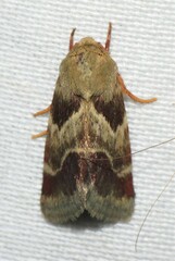 Schinia lynx