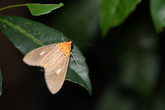 Asota plaginota
