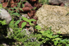 Sceloporus serrifer