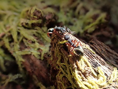Dolichoderus scabridus