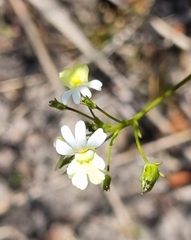Nemesia affinis