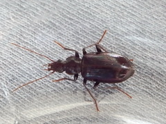 Platynini