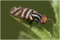 Pterotaenia fasciata