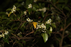 Lophostemon confertus