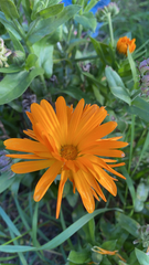 Calendula officinalis