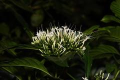 Pavetta hongkongensis