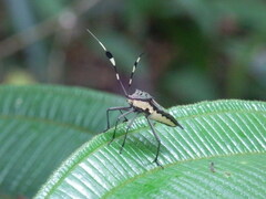 Molchina hopei