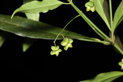 Euonymus laxiflorus