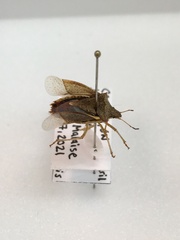 Euschistus variolarius