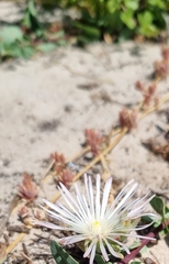 Mesembryanthemum canaliculatum